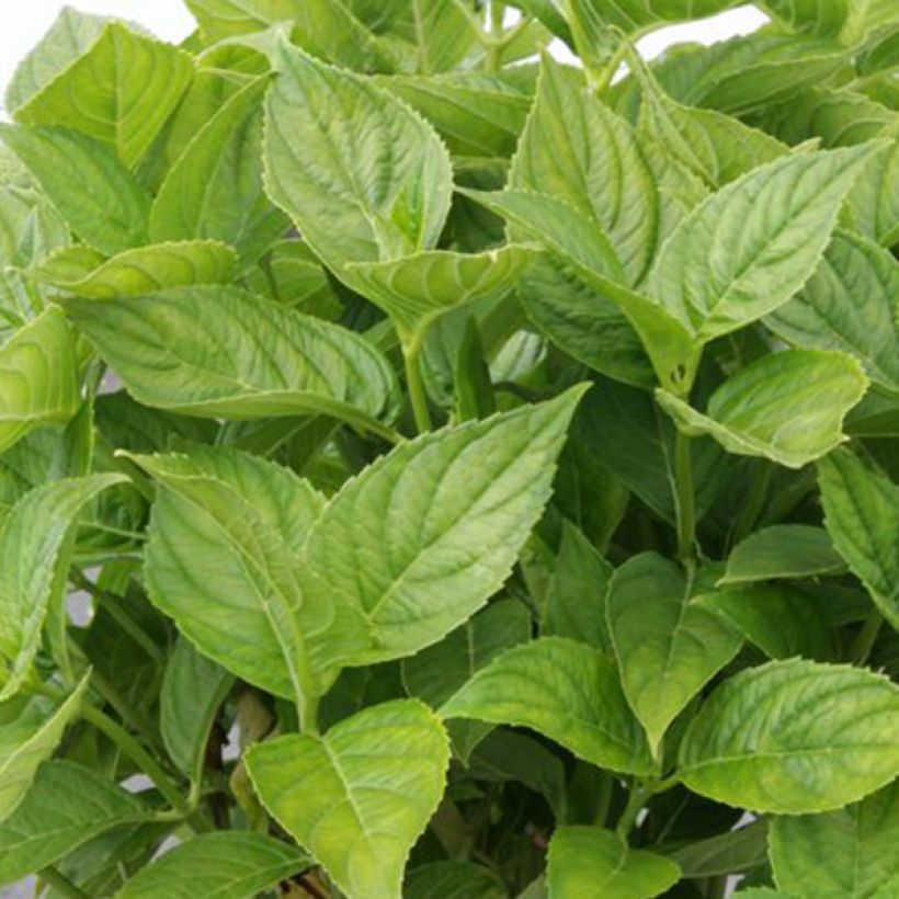 Hortensia macrophylla Lanarth White (Foliage)