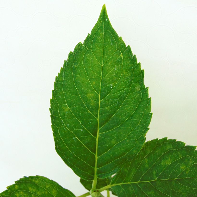 Hortensia - Hydrangea macrophylla Leuchtfeuer (Foliage)