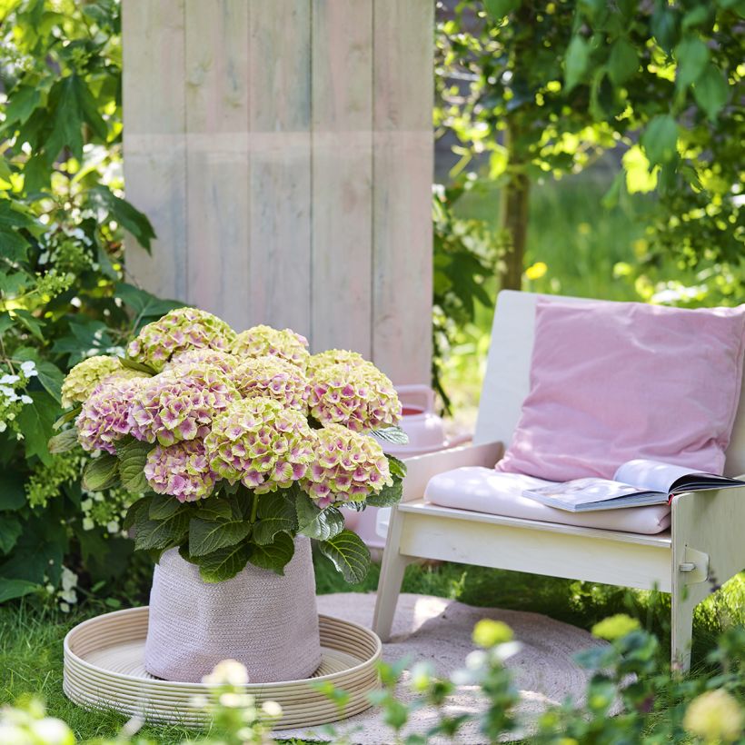 Hortensia - Hydrangea macrophylla Magical Jewel rosa (Plant habit)