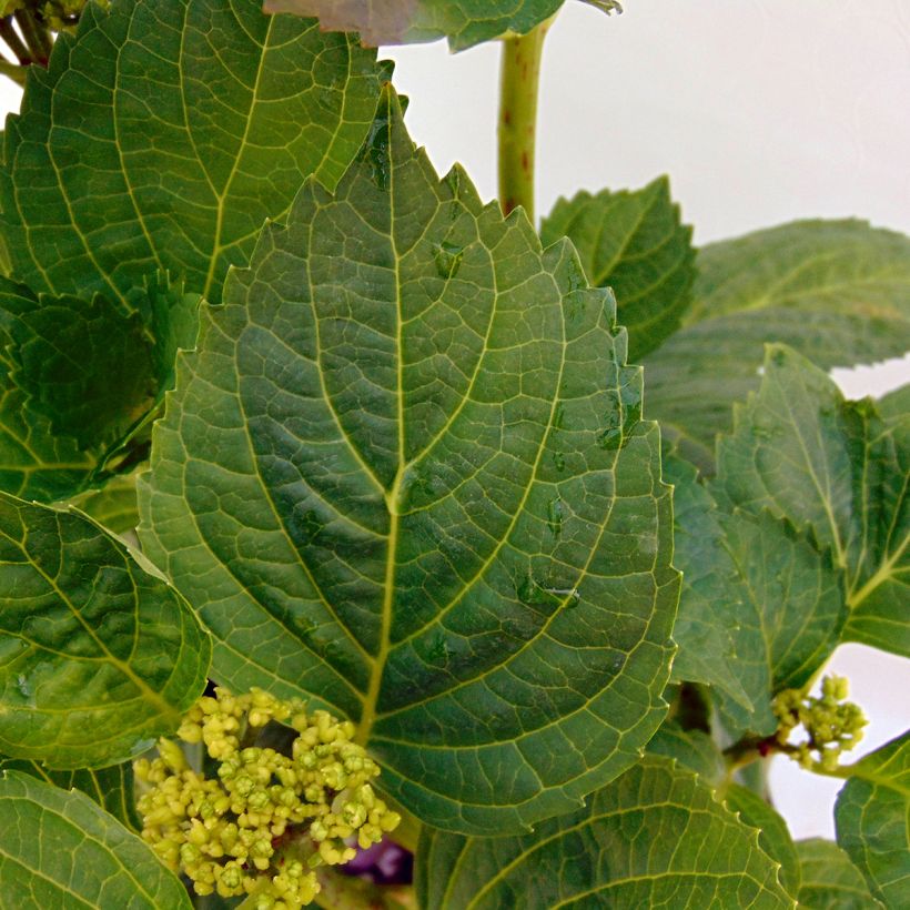 Hortensia - Hydrangea macrophylla Magical Noblesse (Foliage)
