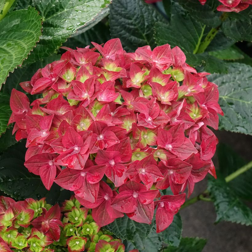 Hortensia - Hydrangea macrophylla Magical Ruby Tuesday (Flowering)
