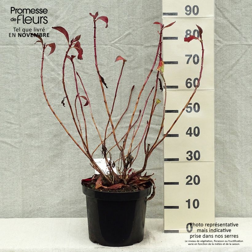 Example of Hortensia - Hydrangea macrophylla Mirai Pot de 7,5L/10L as you get in automne