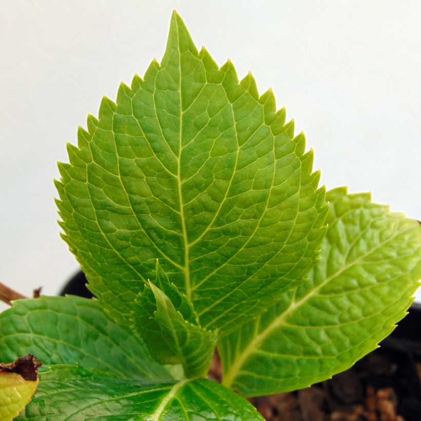 Hortensia - Hydrangea macrophylla Mousseline (Foliage)