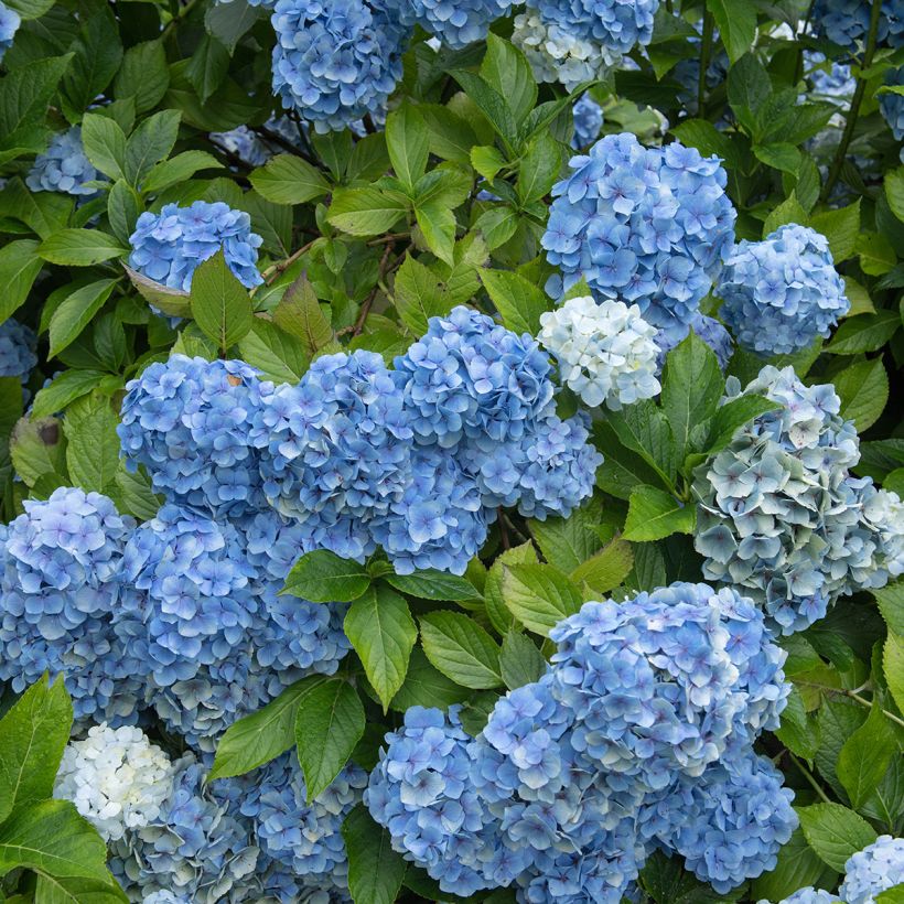 Hortensia - Hydrangea macrophylla Mousseline (Plant habit)