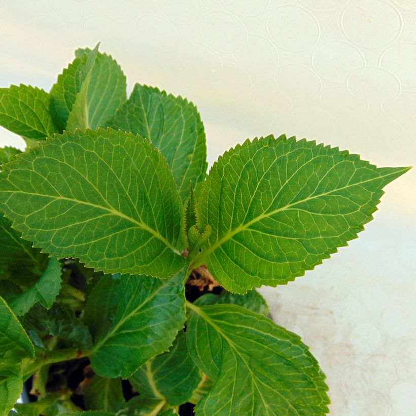 Hortensia - Hydrangea macrophylla Nachtigall (Foliage)