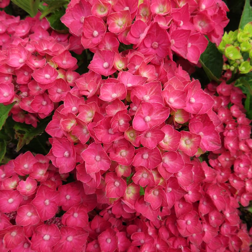 Hortensia - Hydrangea macrophylla Rebellion Choco Love (Flowering)