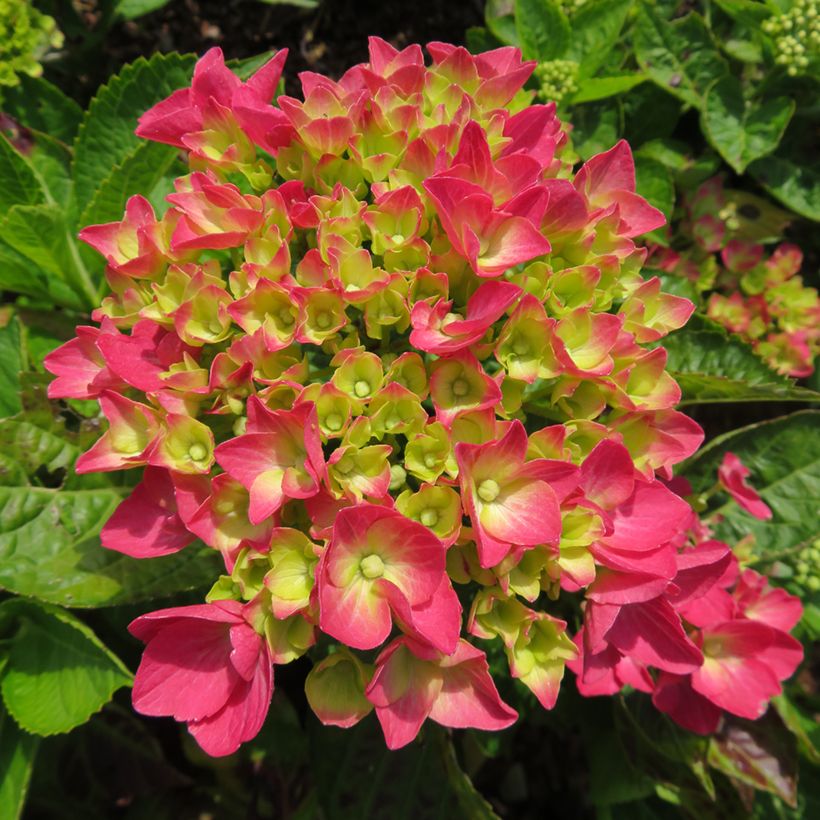 Hortensia - Hydrangea macrophylla Rebellion Dark Pink Love (Flowering)