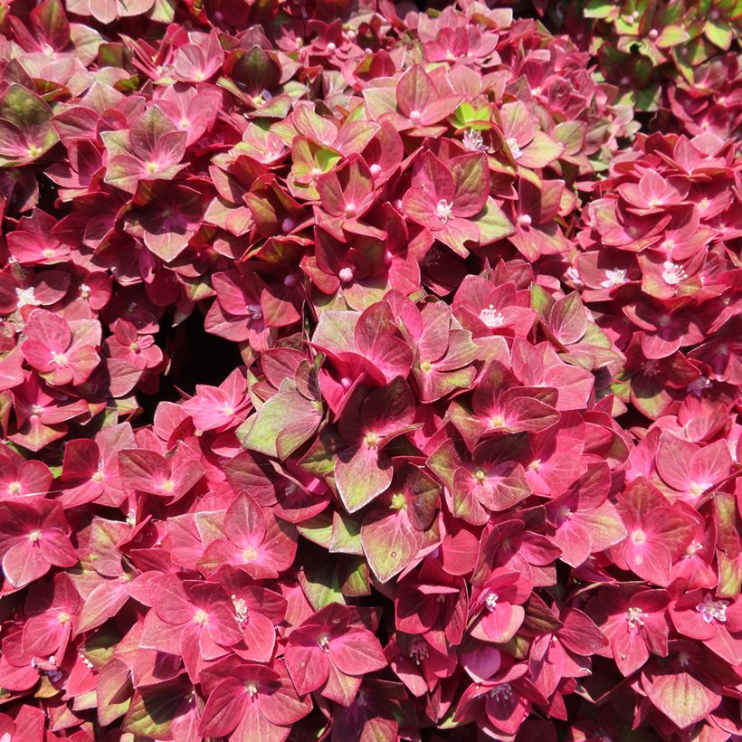 Hortensia - Hydrangea macrophylla Rebellion Red Love (Flowering)