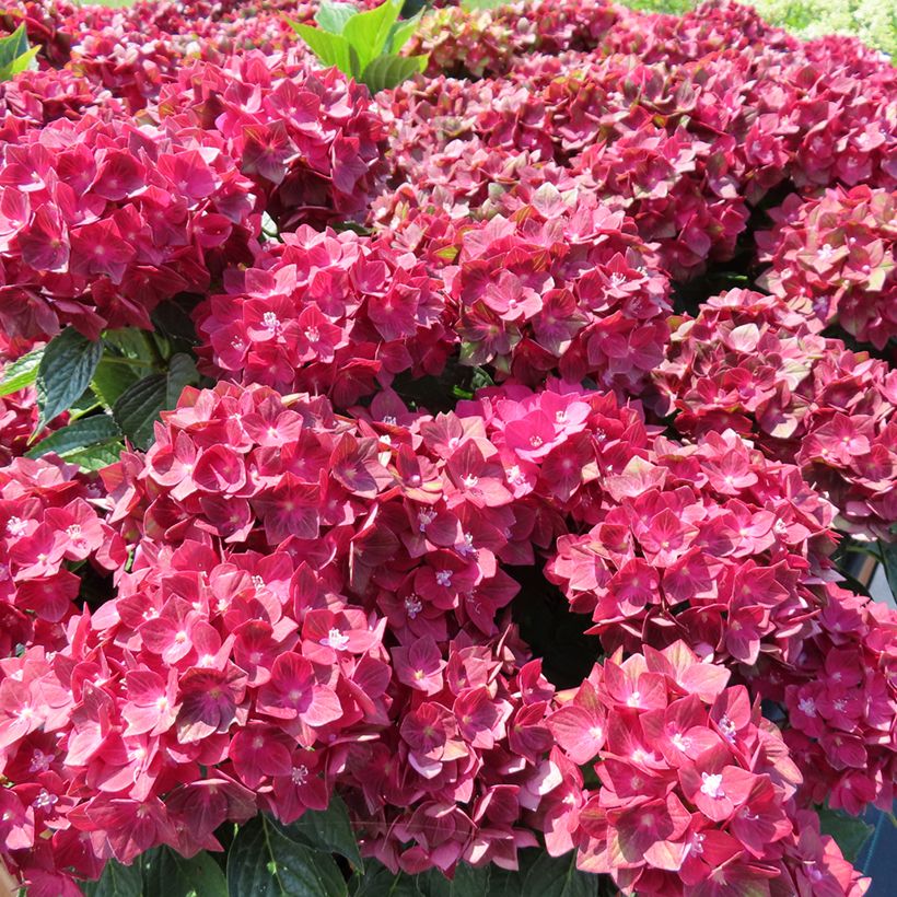 Hortensia - Hydrangea macrophylla Rebellion Red Love (Plant habit)
