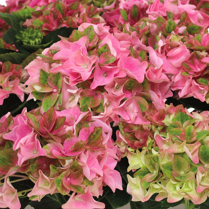Hortensia - Hydrangea macrophylla Rembrandt Antico Fresco (Flowering)