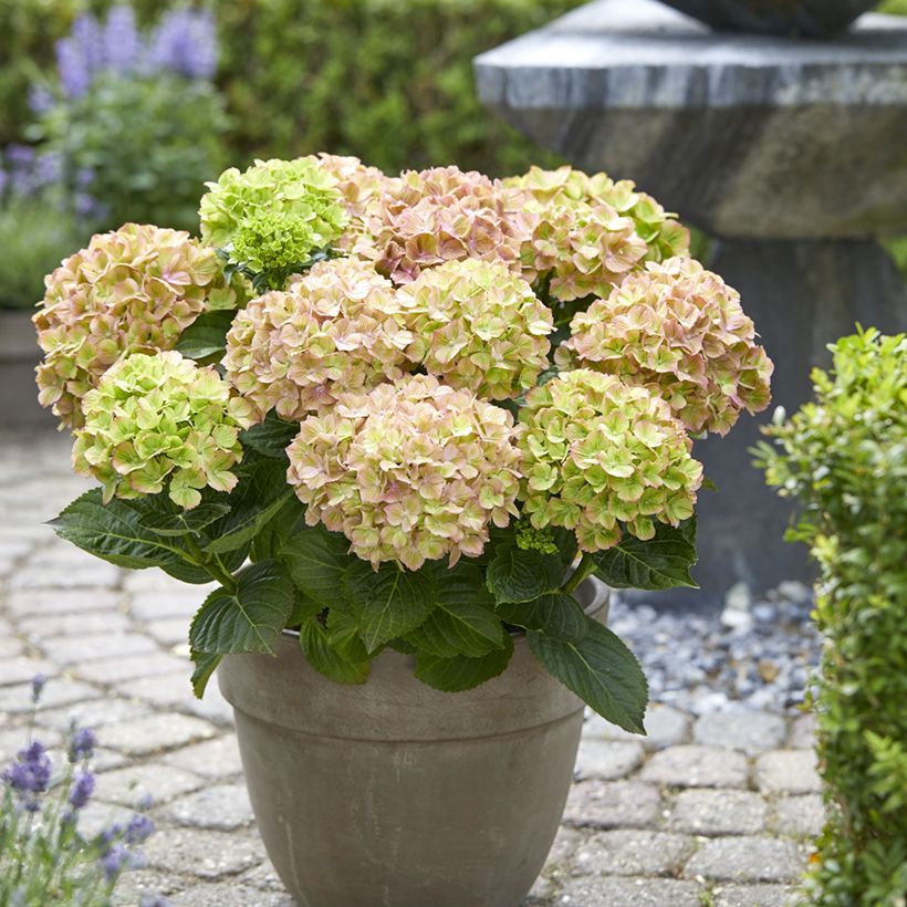 Hortensia - Hydrangea macrophylla Rembrandt Bella Pesche (Plant habit)