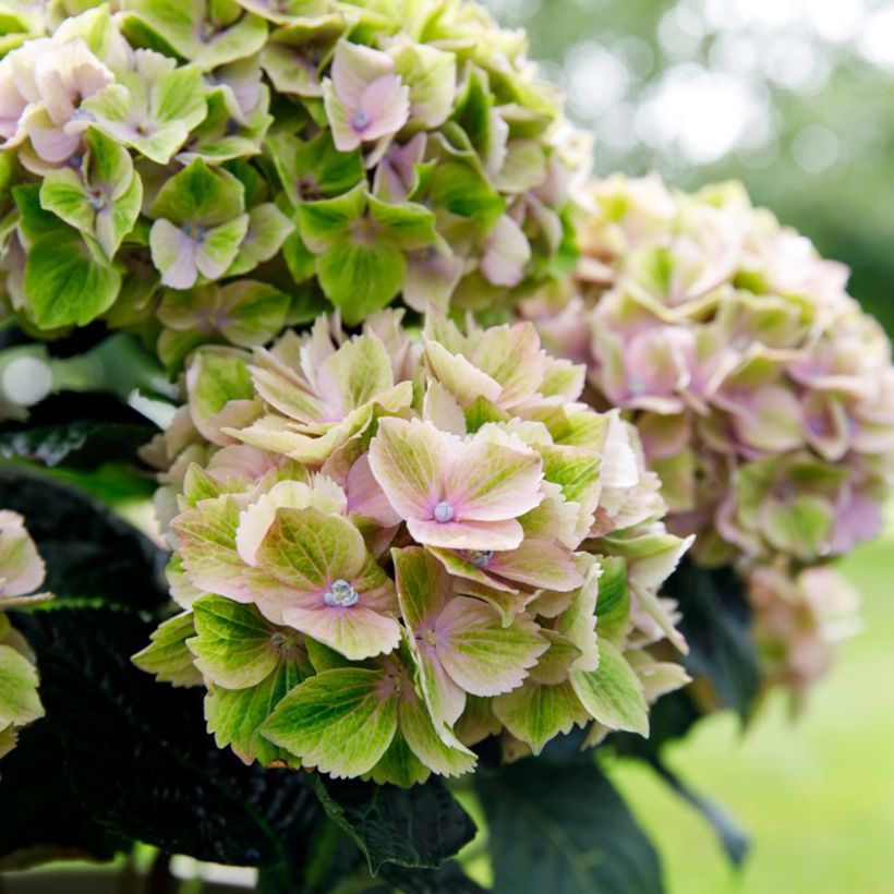 Hortensia - Hydrangea macrophylla Rembrandt Bella Pesche (Flowering)