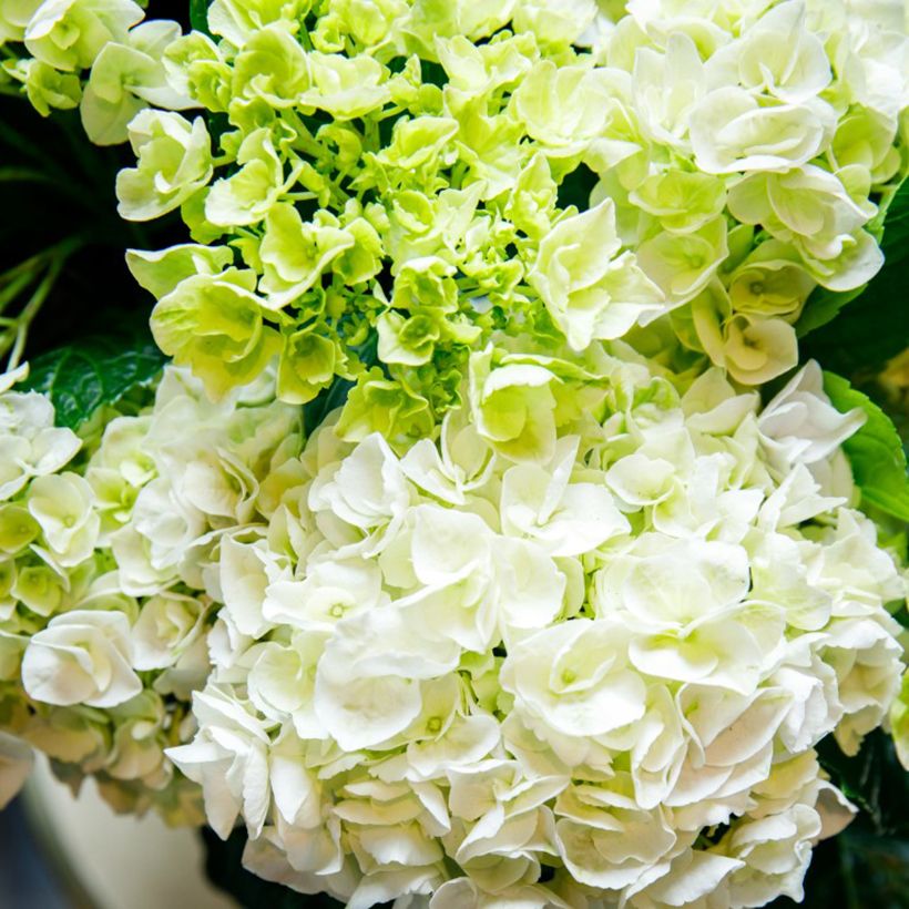 Hortensia - Hydrangea macrophylla Rembrandt Elegant Rosa (Flowering)
