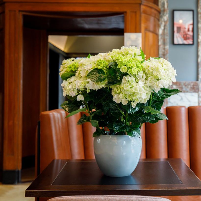 Hortensia - Hydrangea macrophylla Rembrandt Elegant Rosa (Plant habit)