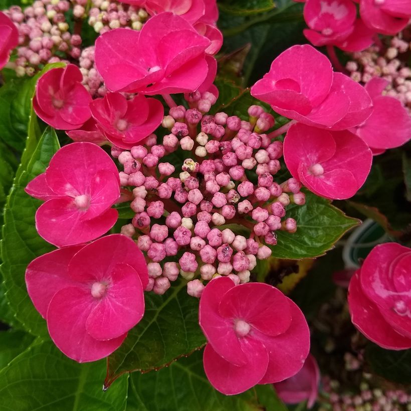 Hortensia macrophylla Rotkehlchen (Flowering)