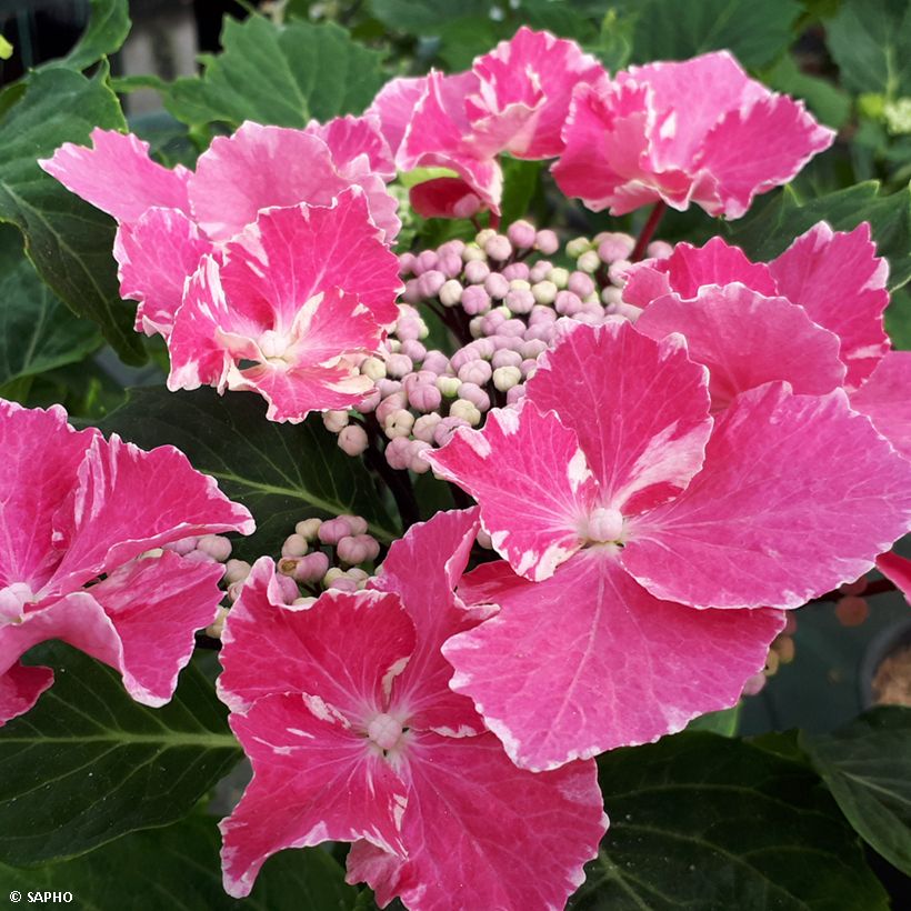 Hortensia macrophylla So Long Aya (Flowering)