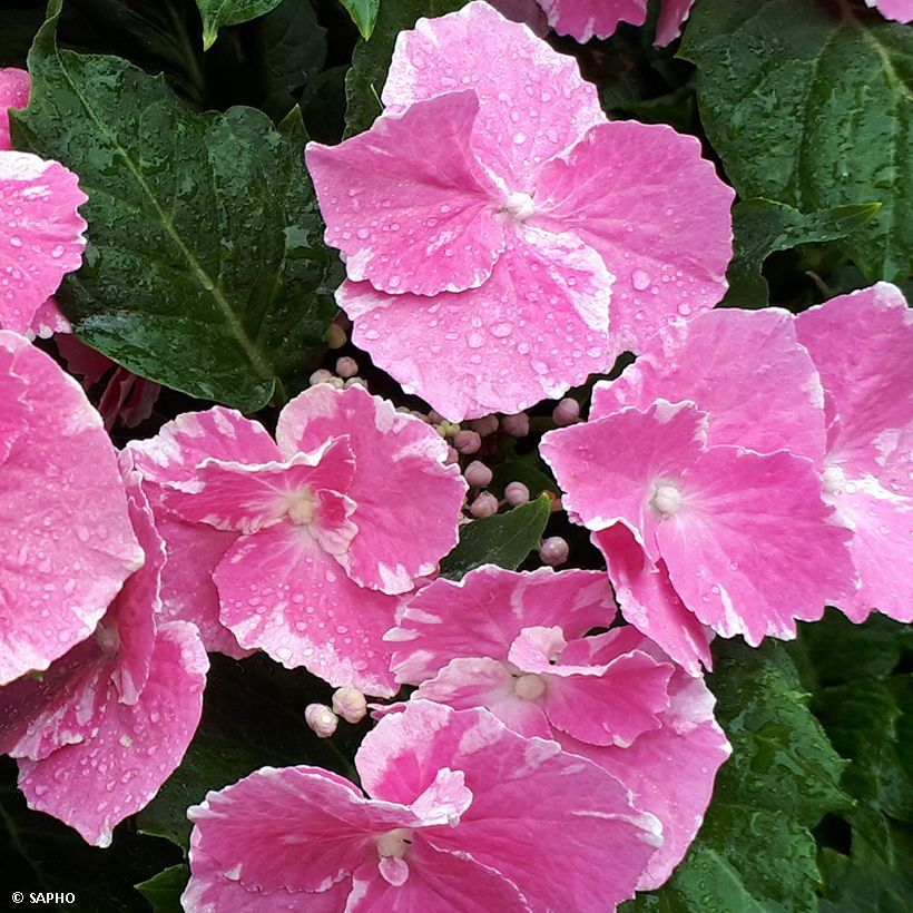 Hortensia macrophylla So Long Starlit Sky (Flowering)