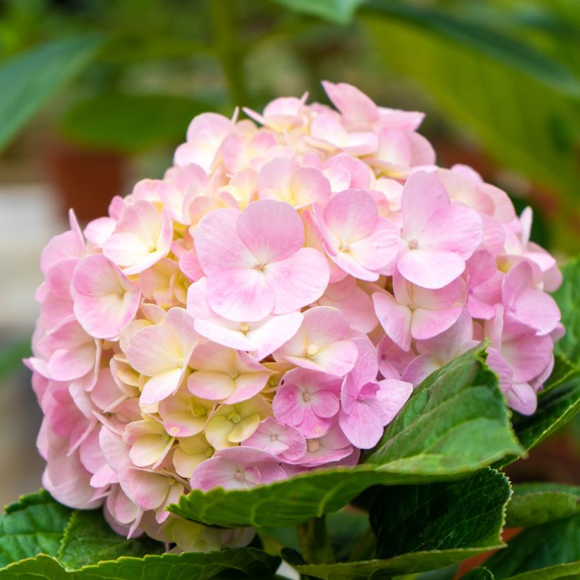 Hortensia - Hydrangea macrophylla Soft Pink Salsa (Flowering)