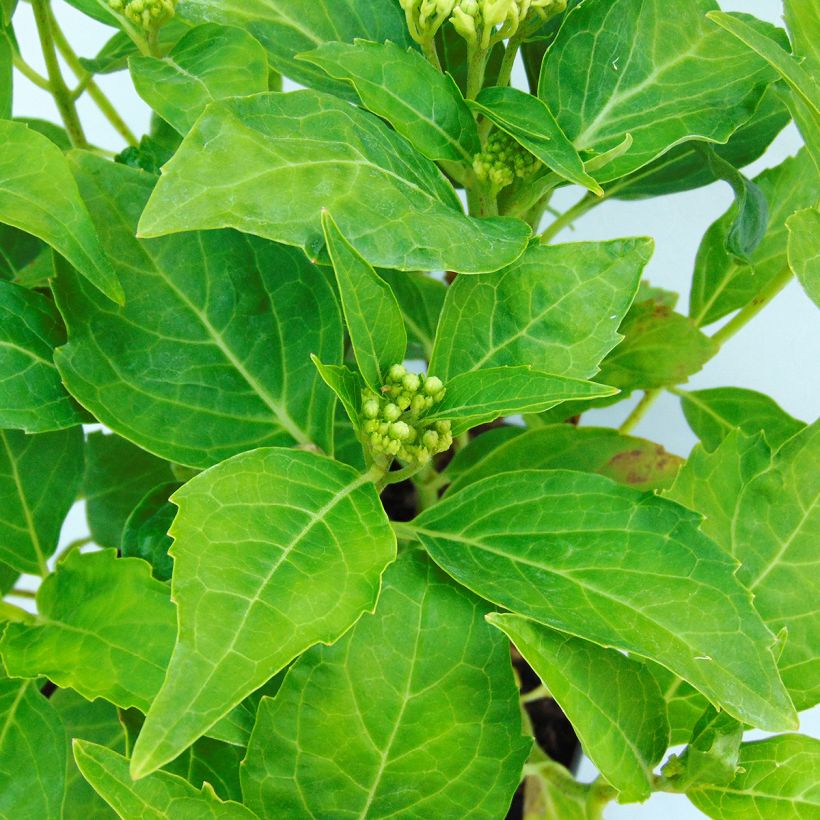 Hortensia - Hydrangea macrophylla Tovelit (Foliage)
