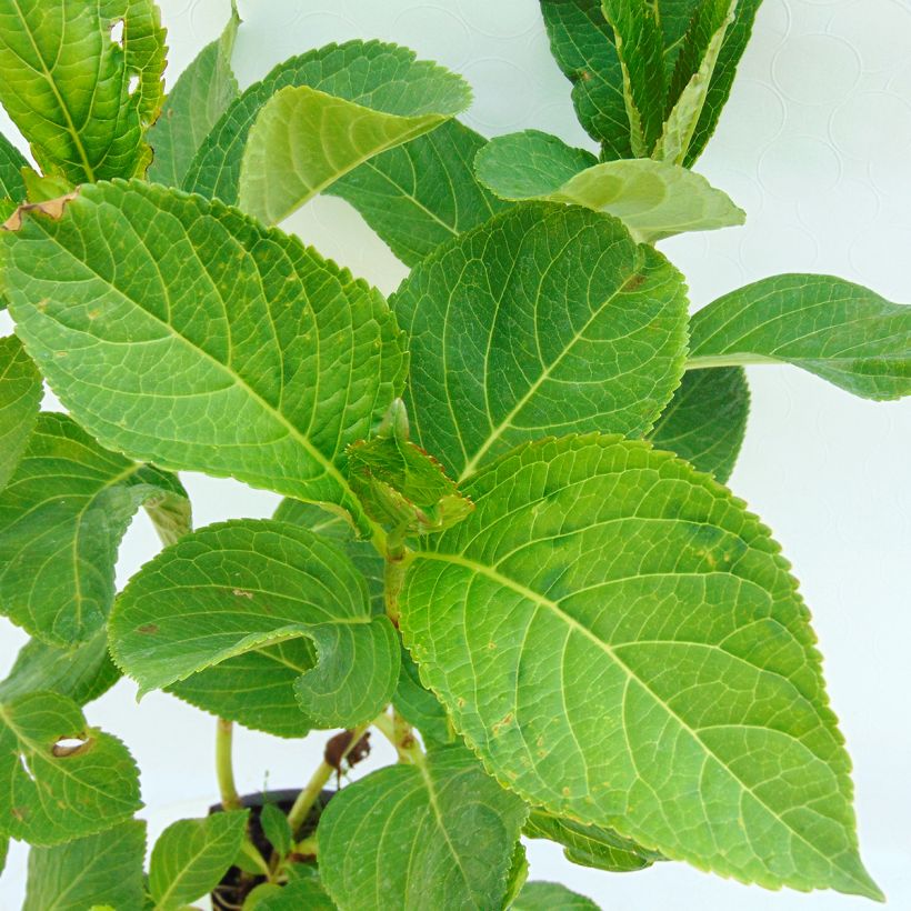 Hortensia - Hydrangea macrophylla You and Me Tea Time Together (Foliage)