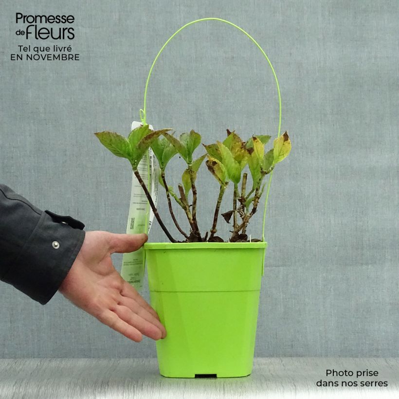 Example of Hortensia - Hydrangea macrophylla You and Me Together Pot de 2L/3L as you get in automne