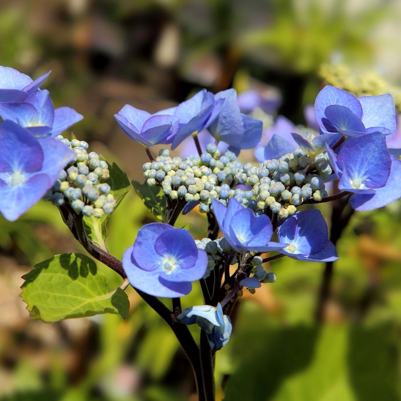 Hortensia - Hydrangea macrophylla Zorro (Flowering)