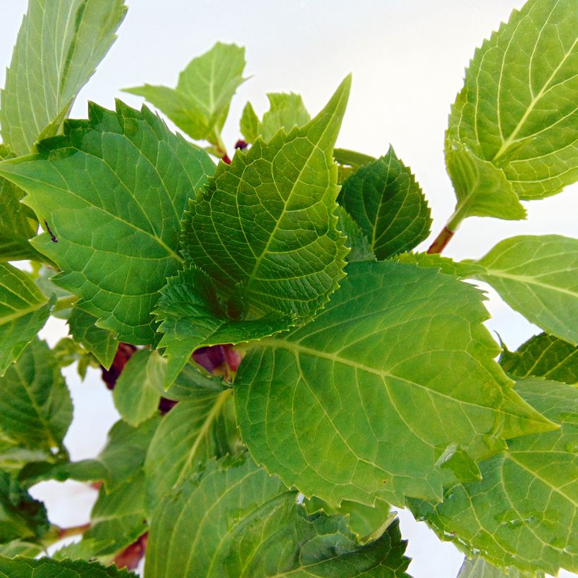 Hortensia - Hydrangea macrophylla Zorro rose (Foliage)