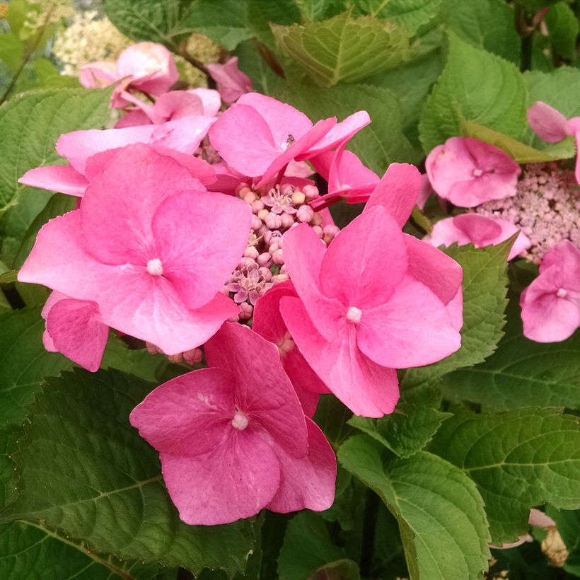 Hortensia - Hydrangea macrophylla Zorro rose (Flowering)