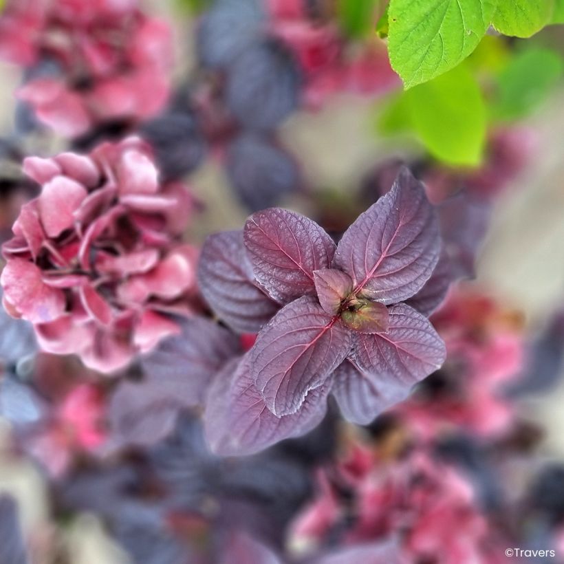 Hortensia - Hydrangea macrophylla x serrata Black Velvet Darbi (Foliage)