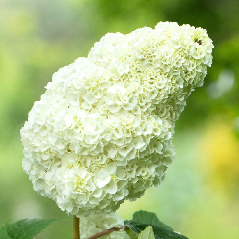 Hydrangea quercifolia Gatsby Moon - Hortensia à feuilles de chêne (Flowering)