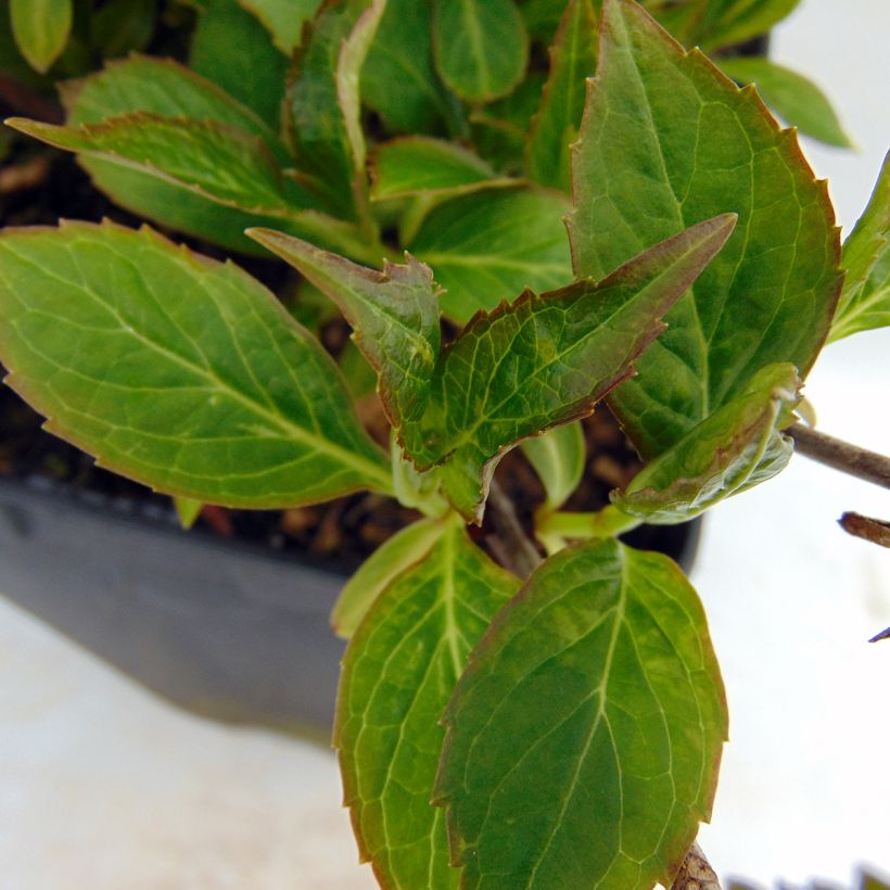 Hortensia - Hydrangea serrata Cap Sizun (Foliage)