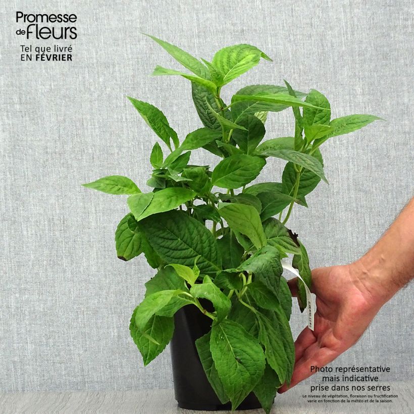 Example of Hortensia - Hydrangea serrata Cap Sizun Pot de 2L/3L as you get in automne