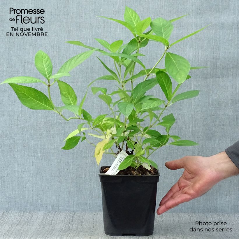 Example of Hortensia - Hydrangea serrata Grayswood Pot de 2L/3L as you get in automne