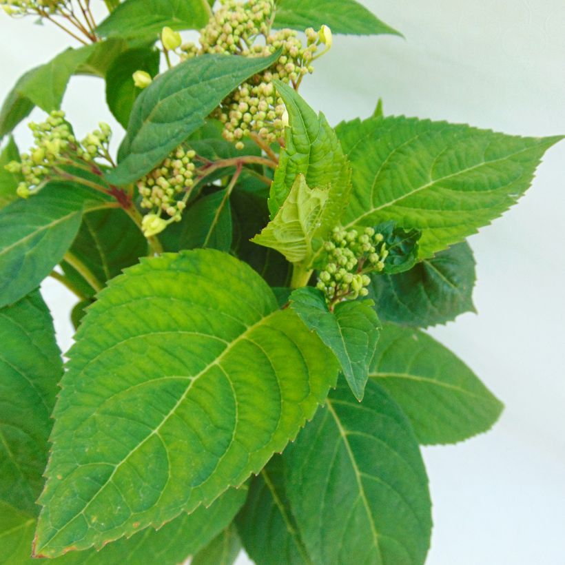 Hortensia - Hydrangea serrata Shojo (Foliage)