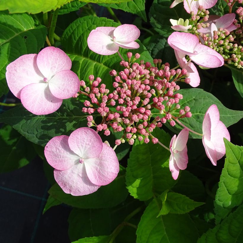 Hortensia - Hydrangea serrata Shojo (Flowering)