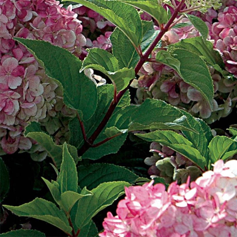 Hydrangea paniculata Vanille Fraise - Hortensia paniculé (Foliage)