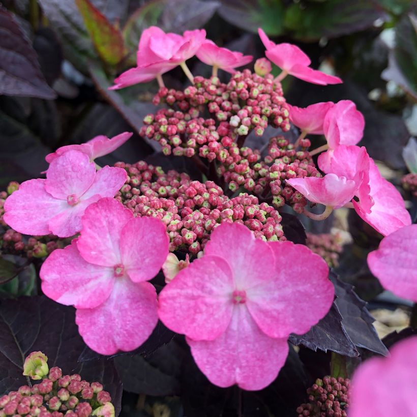 Hortensia hybride - Hydrangea Daredevil (Flowering)