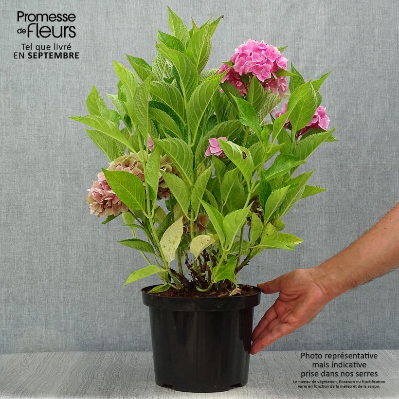 Example of Hortensia macrophylla Ankong Pot de 4L/5L as you get in automne