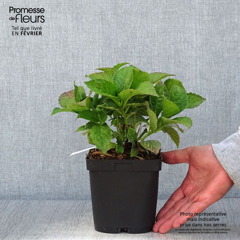 Example of Hortensia macrophylla Eughen Hahn Pot de 2L/3L as you get in automne
