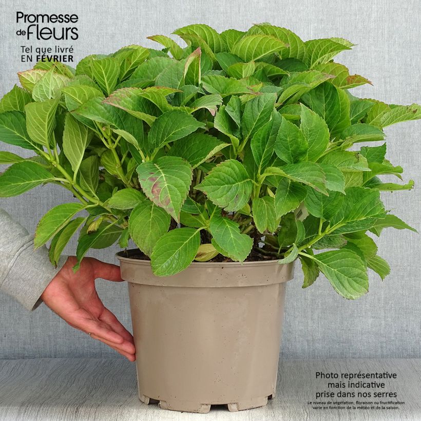 Example of Hortensia macrophylla Eughen Hahn Pot de 7,5L/10L as you get in automne