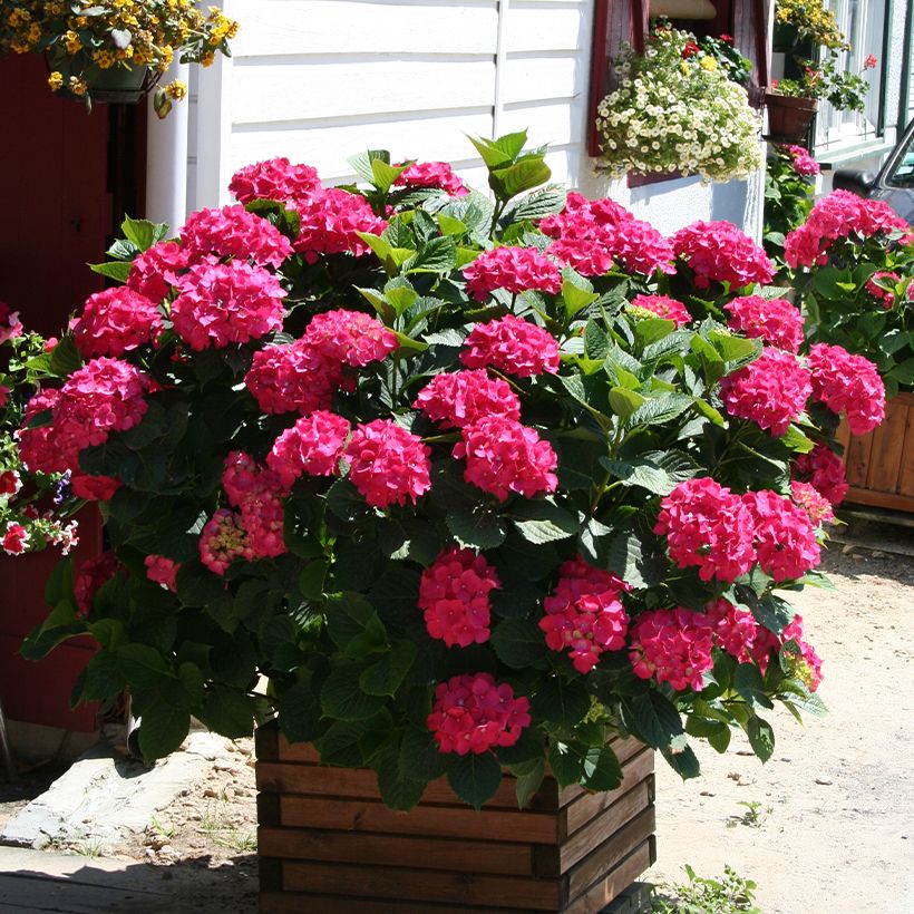 Hortensia macrophylla King George V (Plant habit)