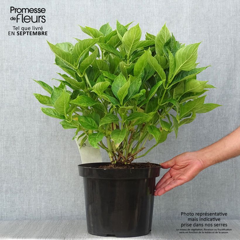 Example of Hortensia macrophylla Lanarth White Pot de 7,5L/10L as you get in automne