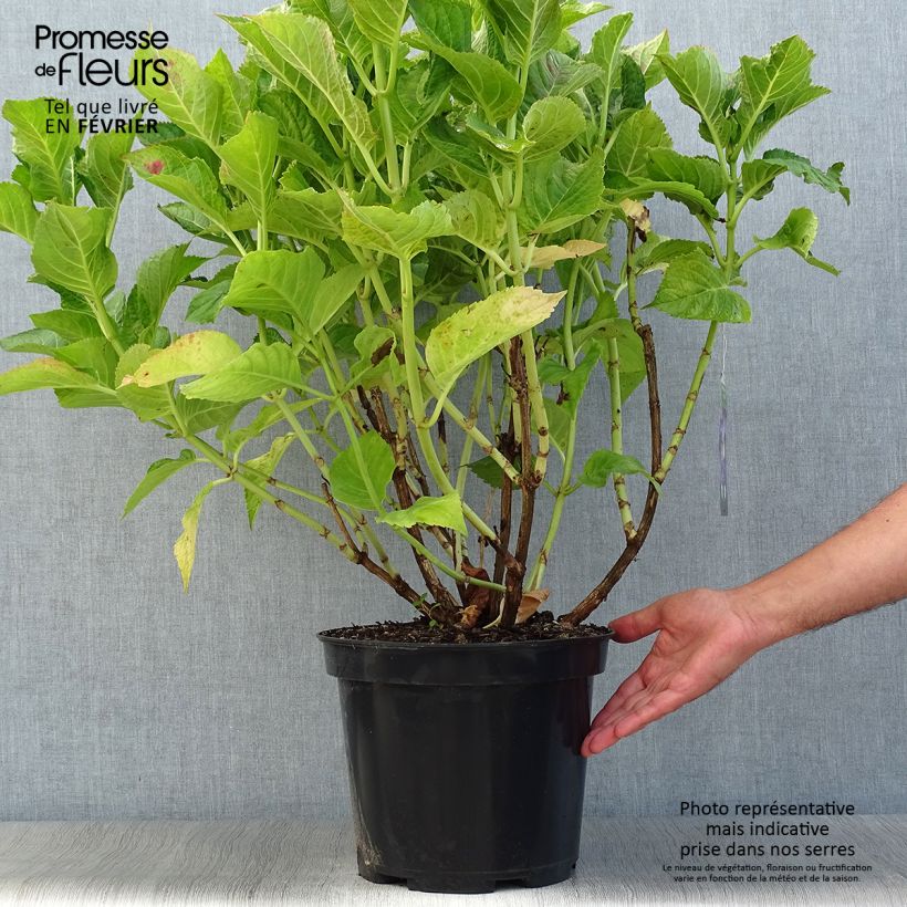 Example of Hortensia macrophylla Teller Blue Pot de 7,5L/10L as you get in automne