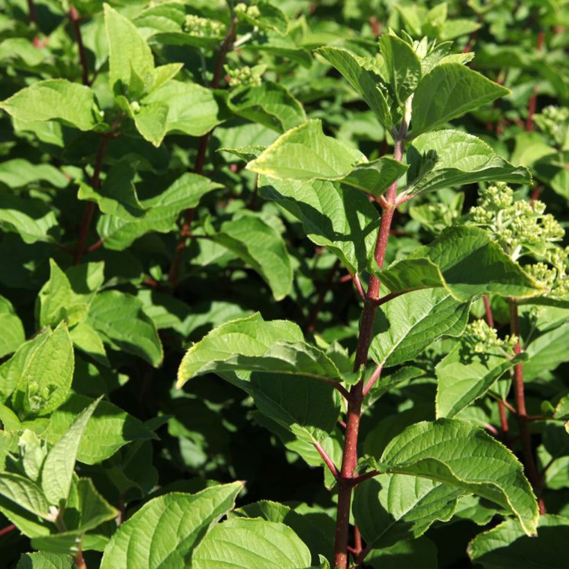 Hydrangea paniculata Polar Bear - Hortensia paniculé (Foliage)