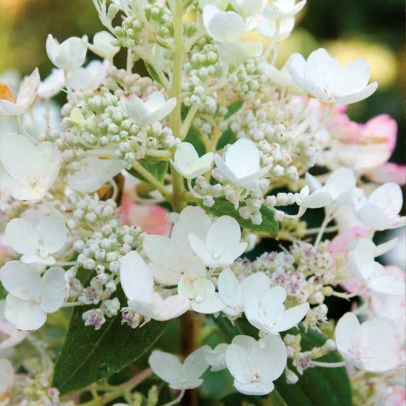 Hydrangea paniculata Tickled Pink - Hortensia paniculé (Flowering)