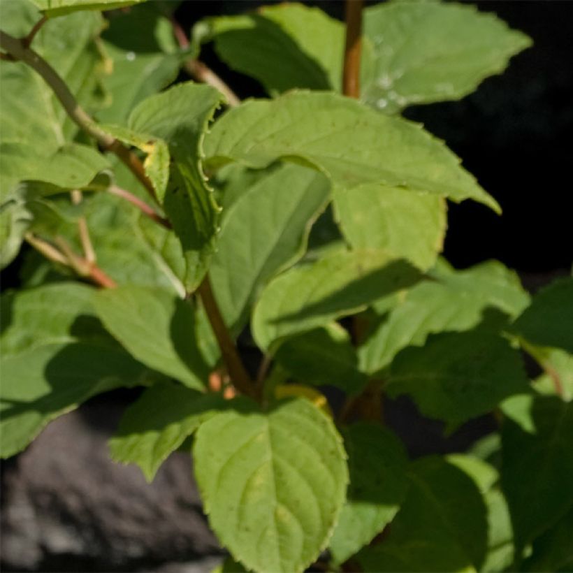 Hortensia - Hydrangea paniculata White Moth (Foliage)