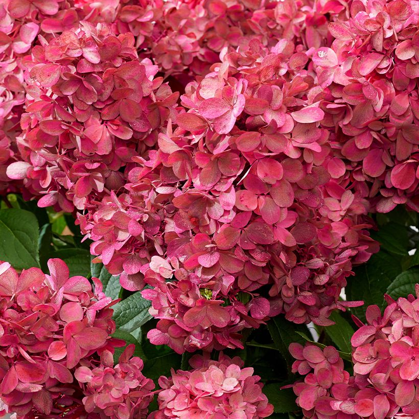 Hydrangea paniculata Bloody Marie - Hortensia paniculé (Flowering)