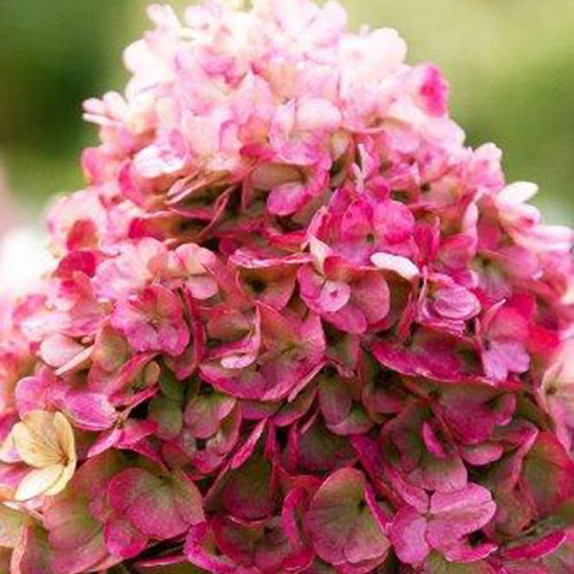 Hydrangea paniculata Living Pinky Promise - Hortensia paniculé (Flowering)