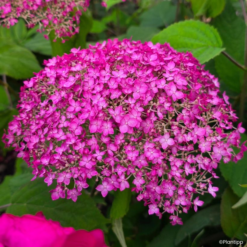 Hortensia arborescens Candybelle Winegum (Flowering)