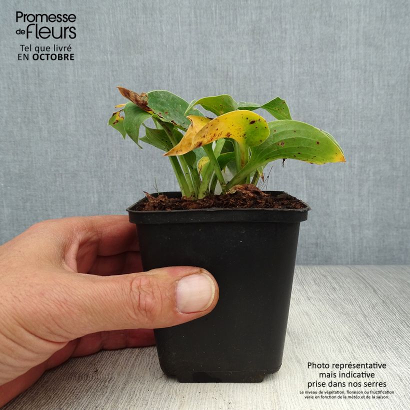 Example of Hosta Blue Cadet Godet de 8/9 cm as you get in automne